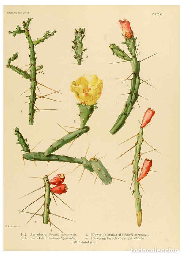 Collection Magazines and Newspapers: Reproducci&oacute;n/Reproduction 6026502754: The Cactaceae. v.1. Washington :Carnegie Institution of Washin