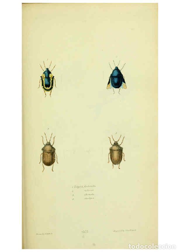 Collection Magazines and Newspapers: Reproducci&oacute;n/Reproduction 6026588868: American entomology. v.1. Boston :Estes & Lauriat,[1859?] - Th