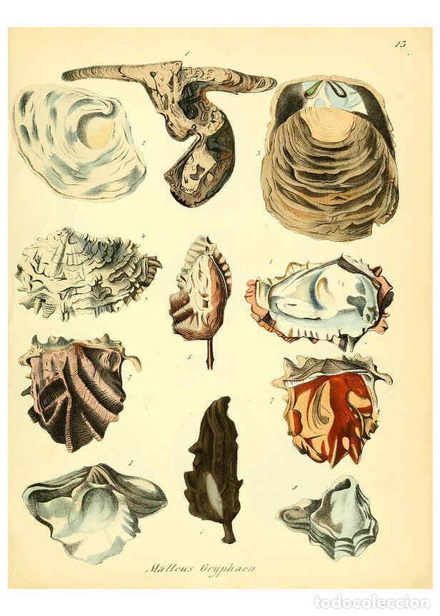 Collection Magazines and Newspapers: Reproducci&oacute;n/Reproduction 6029084356: Conchylienbuch, oder, Allgemeine und besondere Naturgeschichte