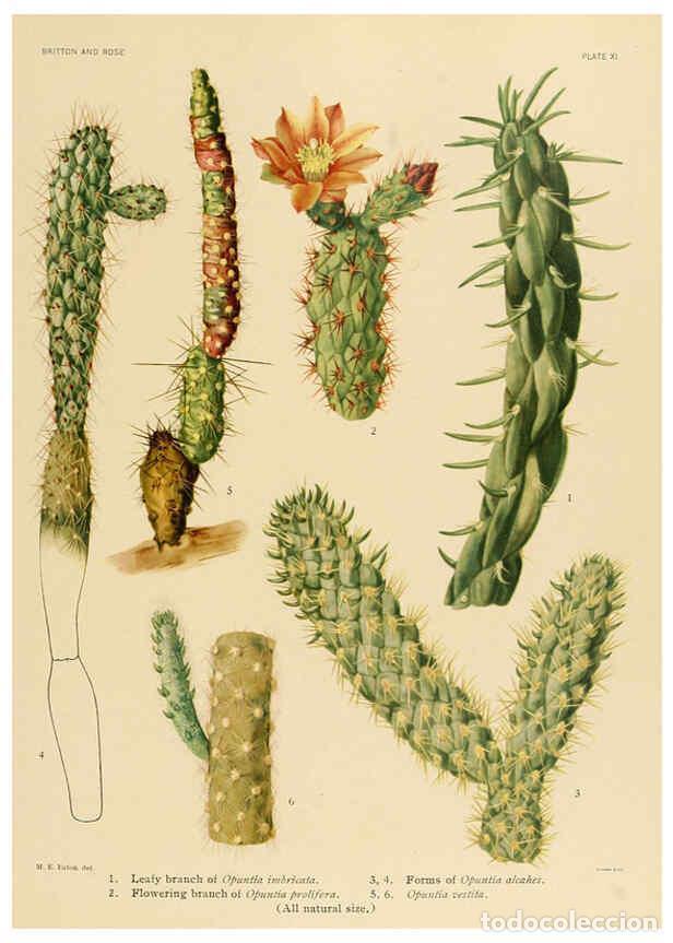 Collection Magazines and Newspapers: Reproducci&oacute;n/Reproduction 6025948711: The Cactaceae. v.1. Washington :Carnegie Institution of Washin