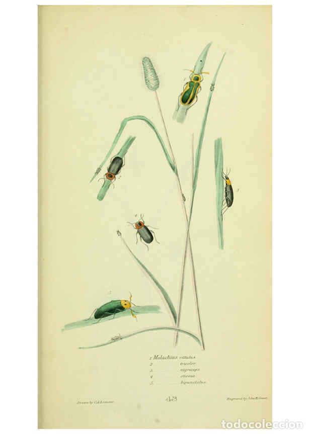 Collection Magazines and Newspapers: Reproducci&oacute;n/Reproduction 6026035037: American entomology. v.1. Boston :Estes & Lauriat,[1859?] - Th