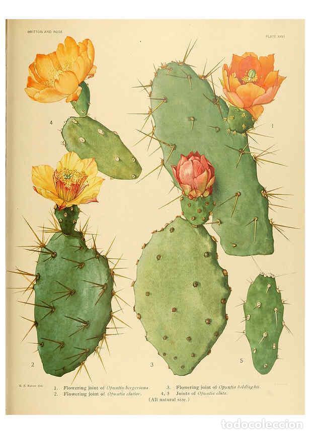 Collection Magazines and Newspapers: Reproducci&oacute;n/Reproduction 6026509756: The Cactaceae. v.1. Washington :Carnegie Institution of Washin