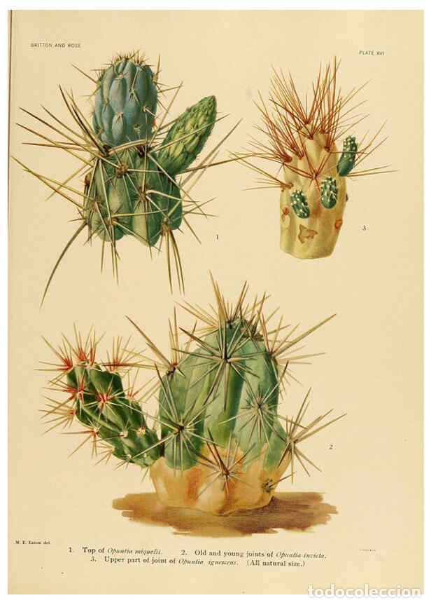 Collection Magazines and Newspapers: Reproducci&oacute;n/Reproduction 6025950639: The Cactaceae. v.1. Washington :Carnegie Institution of Washin