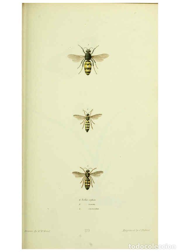 Collection Magazines and Newspapers: Reproducci&oacute;n/Reproduction 6026584572: American entomology. v.1. Boston :Estes & Lauriat,[1859?] - Th