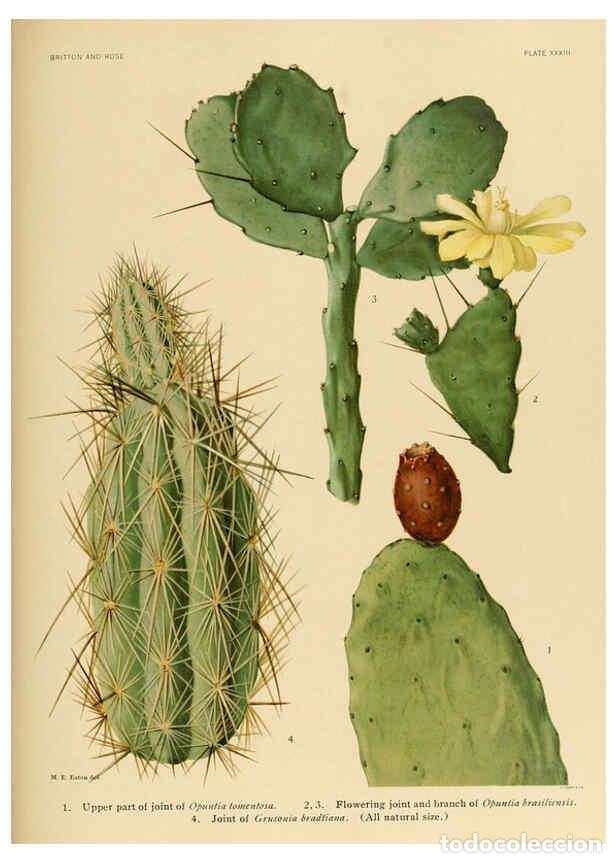 Collection Magazines and Newspapers: Reproducci&oacute;n/Reproduction 6026511530: The Cactaceae. v.1. Washington :Carnegie Institution of Washin