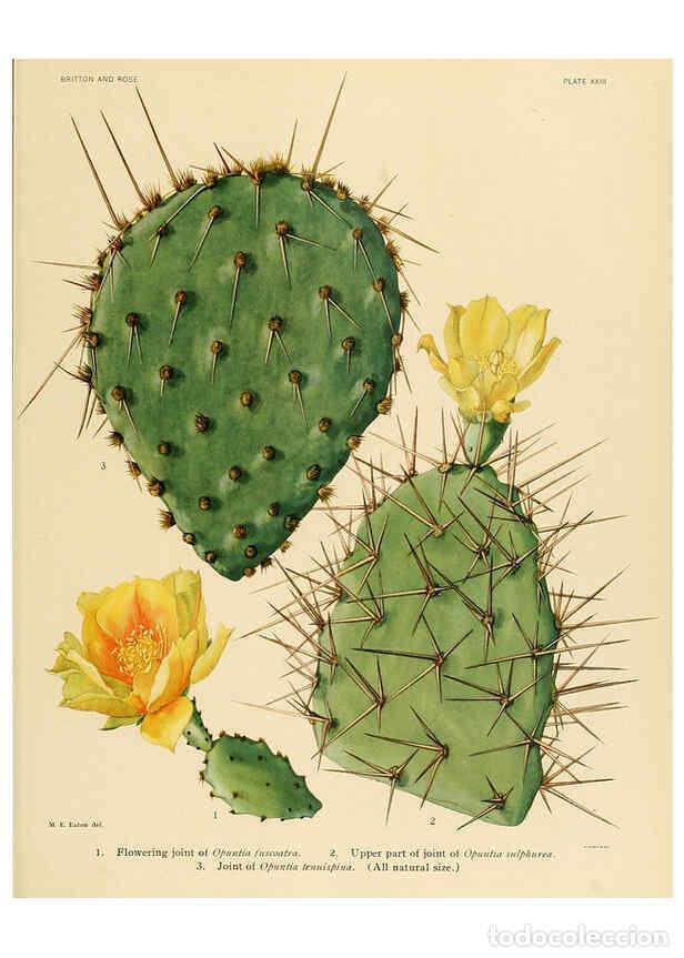 Collection Magazines and Newspapers: Reproducci&oacute;n/Reproduction 6026508748: The Cactaceae. v.1. Washington :Carnegie Institution of Washin