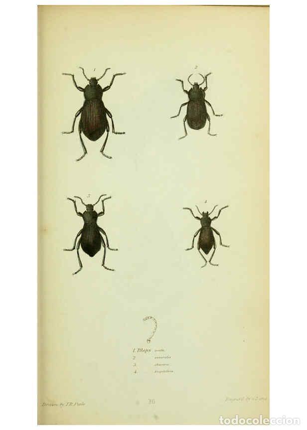 Collection Magazines and Newspapers: Reproducci&oacute;n/Reproduction 6026580382: American entomology. v.1. Boston :Estes & Lauriat,[1859?] - Th