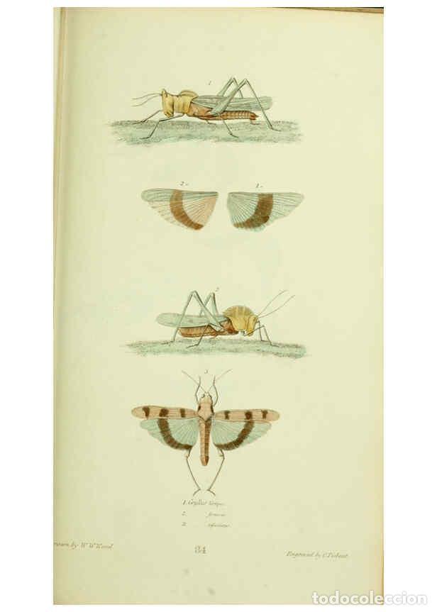 Collection Magazines and Newspapers: Reproducci&oacute;n/Reproduction 6026586240: American entomology. v.1. Boston :Estes & Lauriat,[1859?] - Th