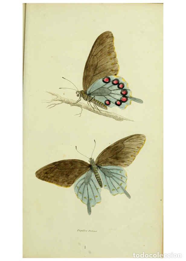 Collection Magazines and Newspapers: Reproducci&oacute;n/Reproduction 6026020927: American entomology. v.1. Boston :Estes & Lauriat,[1859?] - Th