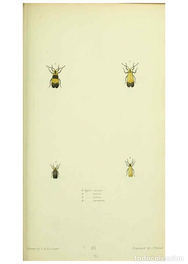 Collection Magazines and Newspapers: Reproducci&oacute;n/Reproduction 6026582048: American entomology. v.1. Boston :Estes & Lauriat,[1859?] - Th