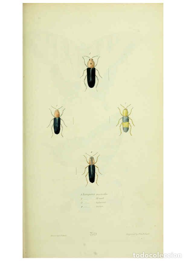 Collection Magazines and Newspapers: Reproducci&oacute;n/Reproduction 6026587750: American entomology. v.1. Boston :Estes & Lauriat,[1859?] - Th