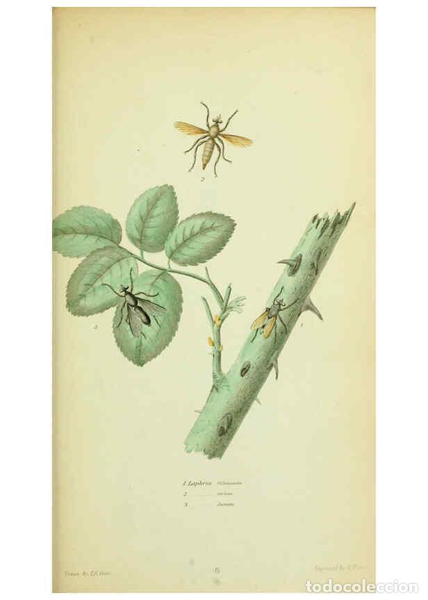 Collection Magazines and Newspapers: Reproducci&oacute;n/Reproduction 6026022387: American entomology. v.1. Boston :Estes & Lauriat,[1859?] - Th