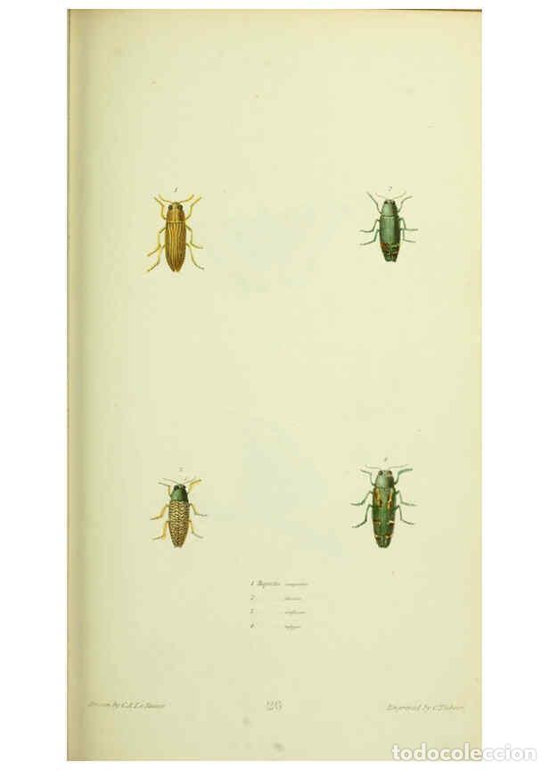 Collection Magazines and Newspapers: Reproducci&oacute;n/Reproduction 6026028651: American entomology. v.1. Boston :Estes & Lauriat,[1859?] - Th