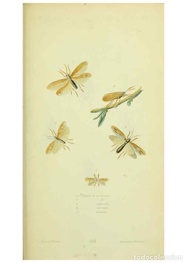 Collection Magazines and Newspapers: Reproducci&oacute;n/Reproduction 6026589084: American entomology. v.1. Boston :Estes & Lauriat,[1859?] - Th