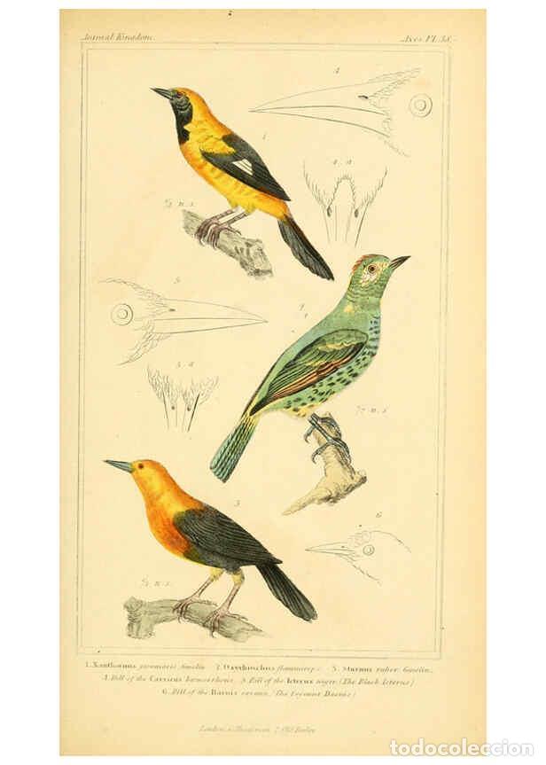 Collection Magazines and Newspapers: Reproducci&oacute;n/Reproduction 6026180926: The animal kingdom, arranged according to its organization, se