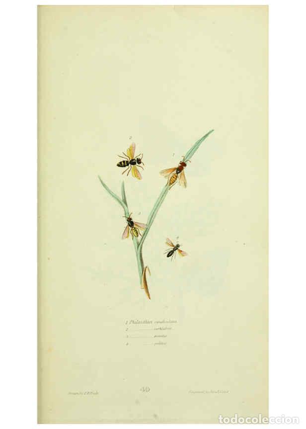 Collection Magazines and Newspapers: Reproducci&oacute;n/Reproduction 6026590734: American entomology. v.1. Boston :Estes & Lauriat,[1859?] - Th