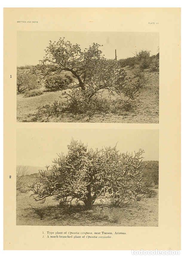 Collectionnisme de Revues et Journaux: Reproducci&oacute;n/Reproduction 6026503444: The Cactaceae. v.1. Washington :Carnegie Institution of Washin