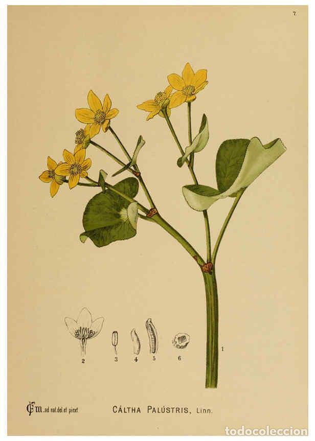 Collection Magazines and Newspapers: Reproducci&oacute;n/Reproduction 6025388427: American medicinal plants New York,Boericke & Tafel,c1887 - Ch