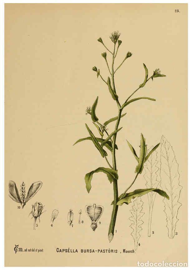 Collection Magazines and Newspapers: Reproducci&oacute;n/Reproduction 6025949074: American medicinal plants New York,Boericke & Tafel,c1887 - Ch