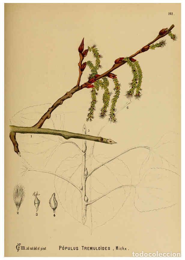 Collection Magazines and Newspapers: Reproducci&oacute;n/Reproduction 6025995268: American medicinal plants New York,Boericke & Tafel,c1887 - Ch