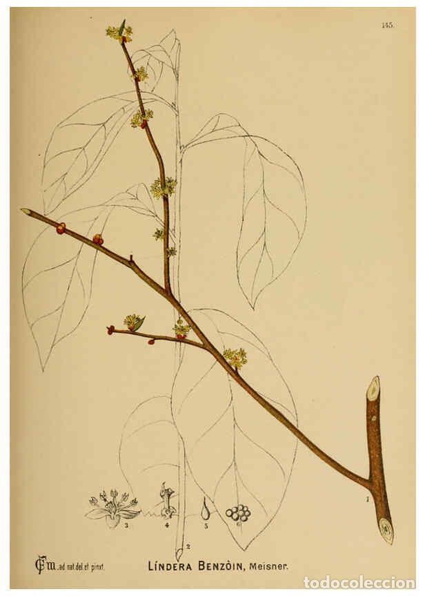 Collection Magazines and Newspapers: Reproducci&oacute;n/Reproduction 6025990050: American medicinal plants New York,Boericke & Tafel,c1887 - Ch