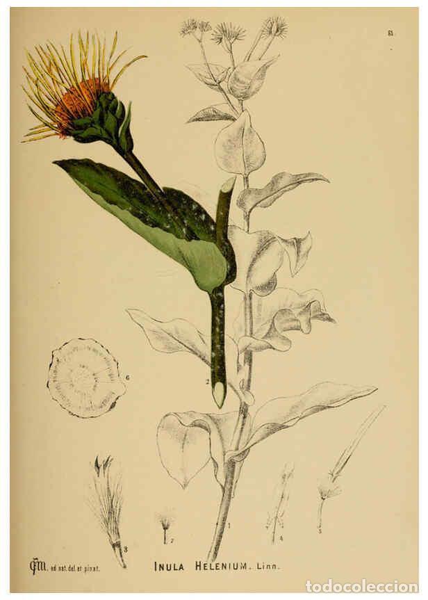 Collection Magazines and Newspapers: Reproducci&oacute;n/Reproduction 6025413745: American medicinal plants New York,Boericke & Tafel,c1887 - Ch