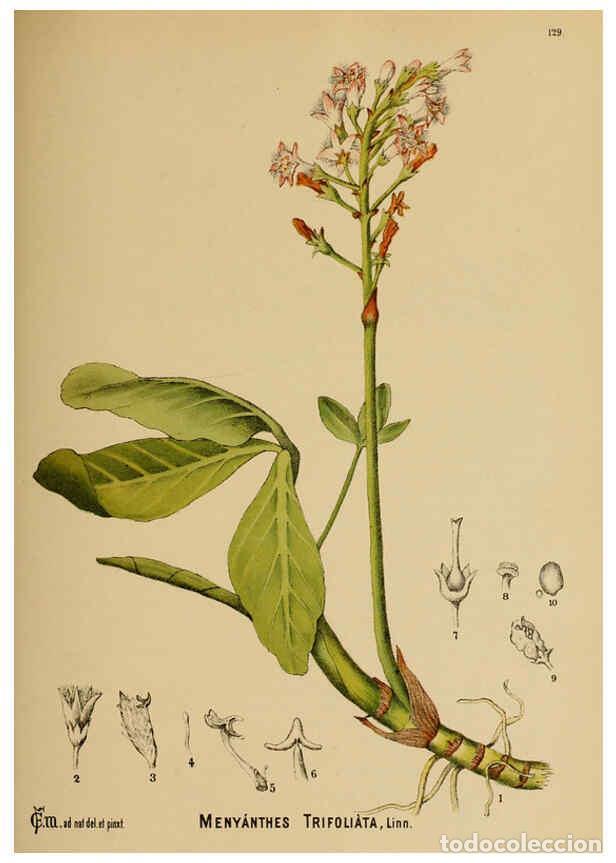 Collection Magazines and Newspapers: Reproducci&oacute;n/Reproduction 6025429321: American medicinal plants New York,Boericke & Tafel,c1887 - Ch