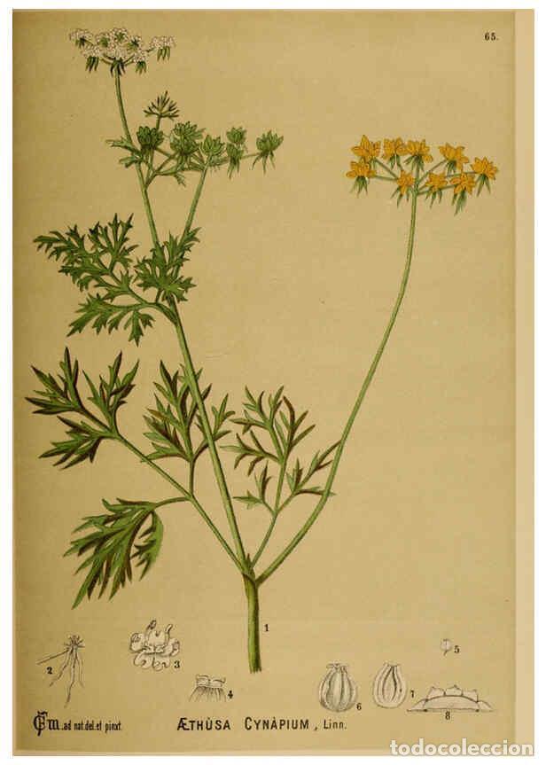 Collection Magazines and Newspapers: Reproducci&oacute;n/Reproduction 6025963832: American medicinal plants New York,Boericke & Tafel,c1887 - Ch