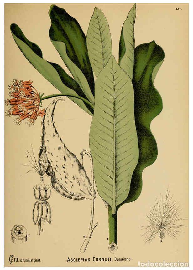 Collection Magazines and Newspapers: Reproducci&oacute;n/Reproduction 6025430995: American medicinal plants New York,Boericke & Tafel,c1887 - Ch