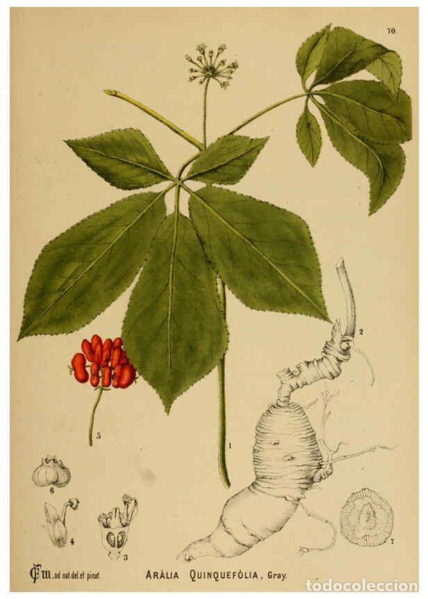 Collection Magazines and Newspapers: Reproducci&oacute;n/Reproduction 6025410085: American medicinal plants New York,Boericke & Tafel,c1887 - Ch