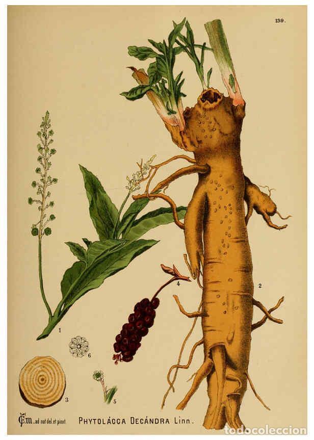 Collection Magazines and Newspapers: Reproducci&oacute;n/Reproduction 6025988136: American medicinal plants New York,Boericke & Tafel,c1887 - Ch