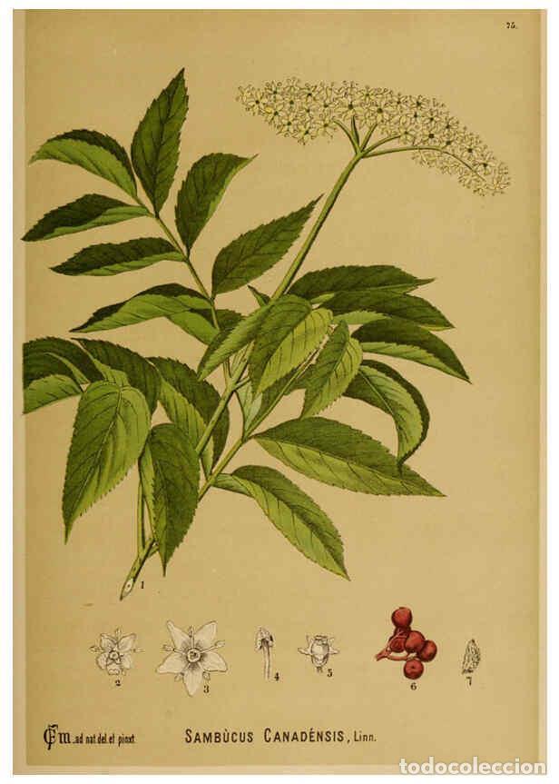 Collection Magazines and Newspapers: Reproducci&oacute;n/Reproduction 6025411781: American medicinal plants New York,Boericke & Tafel,c1887 - Ch