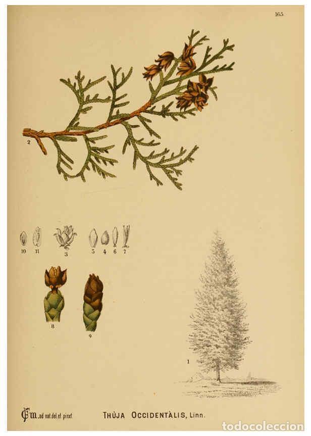 Collection Magazines and Newspapers: Reproducci&oacute;n/Reproduction 6025440953: American medicinal plants New York,Boericke & Tafel,c1887 - Ch