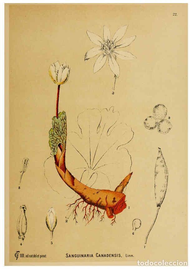 Collection Magazines and Newspapers: Reproducci&oacute;n/Reproduction 6025948258: American medicinal plants New York,Boericke & Tafel,c1887 - Ch