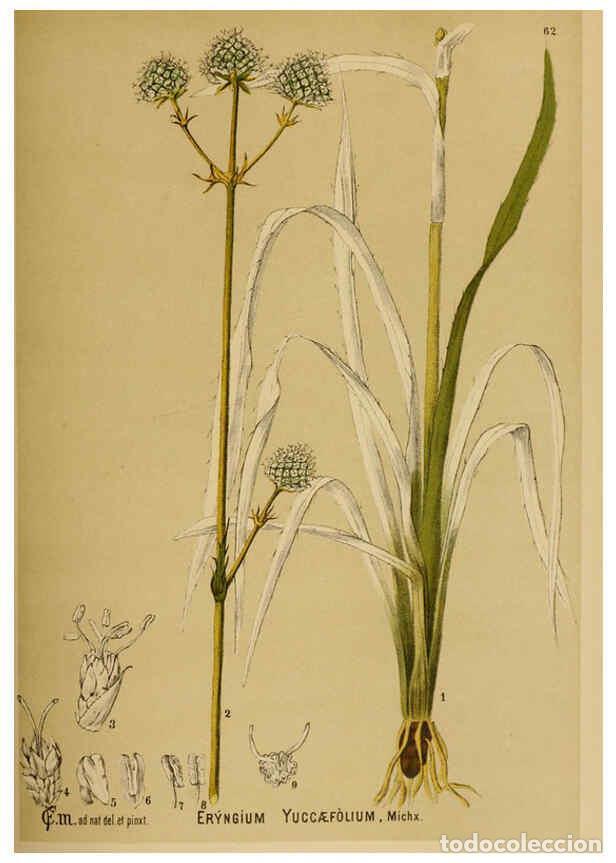 Collection Magazines and Newspapers: Reproducci&oacute;n/Reproduction 6025407719: American medicinal plants New York,Boericke & Tafel,c1887 - Ch