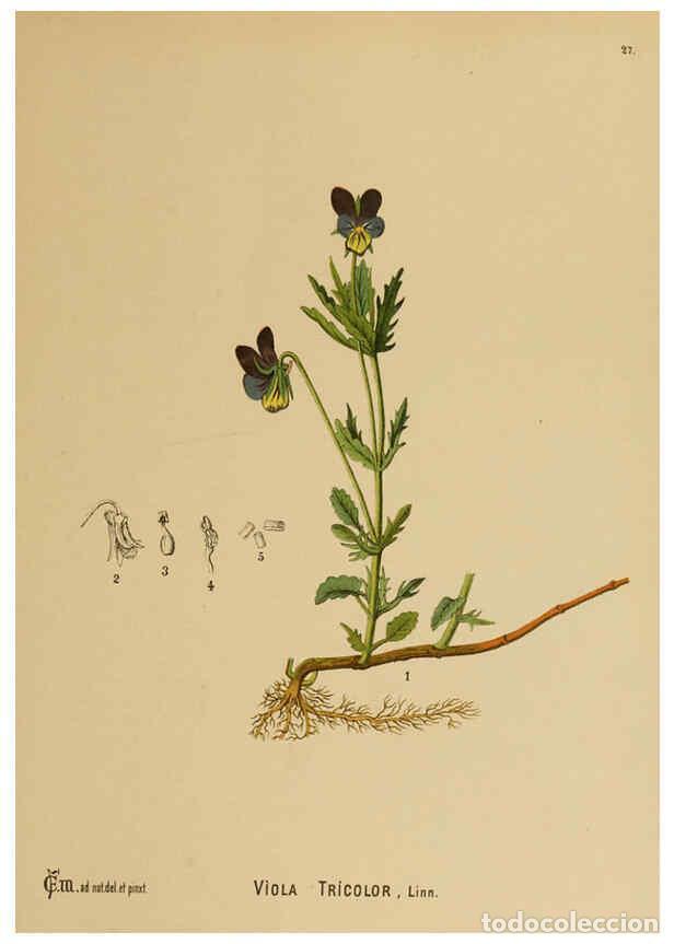 Collection Magazines and Newspapers: Reproducci&oacute;n/Reproduction 6025949904: American medicinal plants New York,Boericke & Tafel,c1887 - Ch