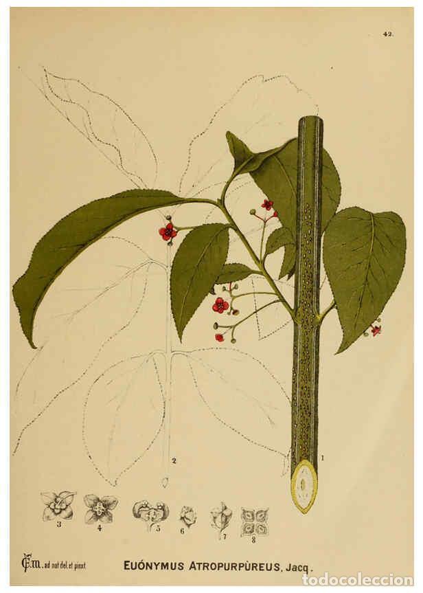 Collection Magazines and Newspapers: Reproducci&oacute;n/Reproduction 6025954068: American medicinal plants New York,Boericke & Tafel,c1887 - Ch