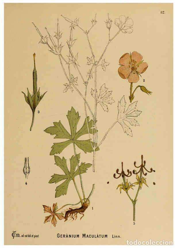 Collection Magazines and Newspapers: Reproducci&oacute;n/Reproduction 6025951222: American medicinal plants New York,Boericke & Tafel,c1887 - Ch