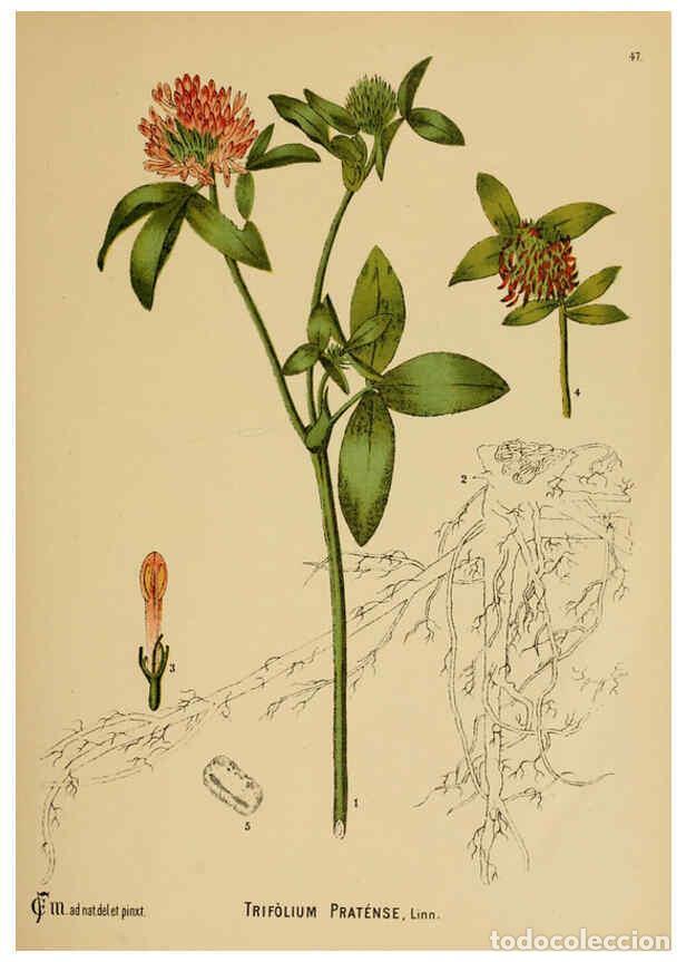 Collection Magazines and Newspapers: Reproducci&oacute;n/Reproduction 6025402615: American medicinal plants New York,Boericke & Tafel,c1887 - Ch