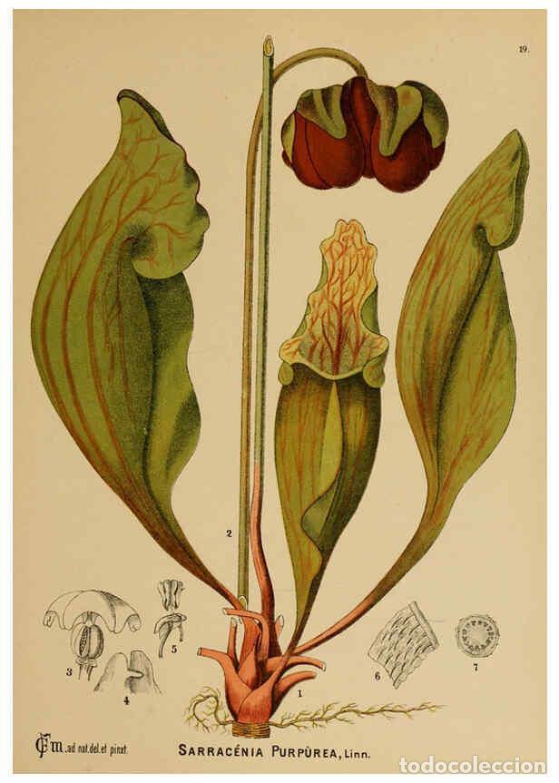 Collection Magazines and Newspapers: Reproducci&oacute;n/Reproduction 6025947518: American medicinal plants New York,Boericke & Tafel,c1887 - Ch