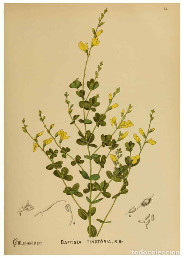 Collection Magazines and Newspapers: Reproducci&oacute;n/Reproduction 6025959746: American medicinal plants New York,Boericke & Tafel,c1887 - Ch