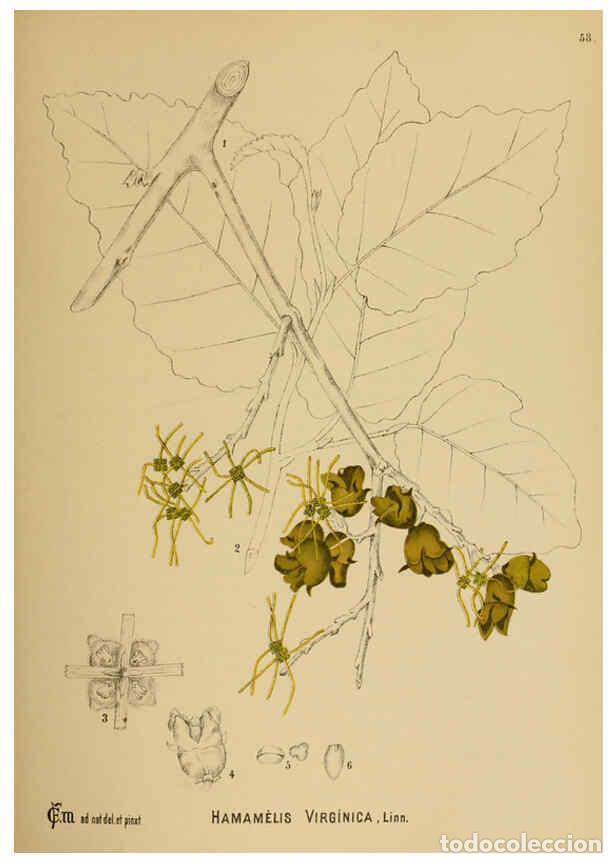 Collection Magazines and Newspapers: Reproducci&oacute;n/Reproduction 6025961574: American medicinal plants New York,Boericke & Tafel,c1887 - Ch