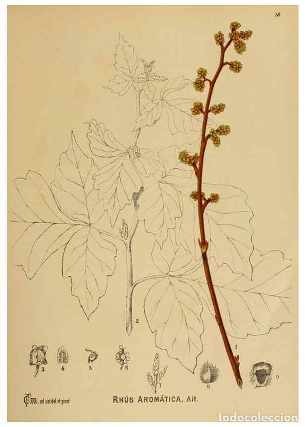 Collection Magazines and Newspapers: Reproducci&oacute;n/Reproduction 6025398031: American medicinal plants New York,Boericke & Tafel,c1887 - Ch