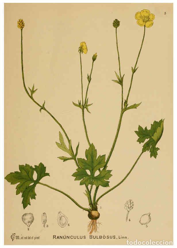 Collection Magazines and Newspapers: Reproducci&oacute;n/Reproduction 6025387849: American medicinal plants New York,Boericke & Tafel,c1887 - Ch