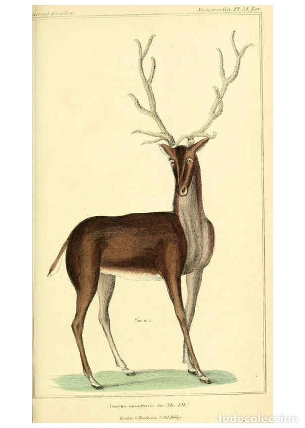 Collection Magazines and Newspapers: Reproducci&oacute;n/Reproduction 6026161960: The animal kingdom, arranged according to its organization, se