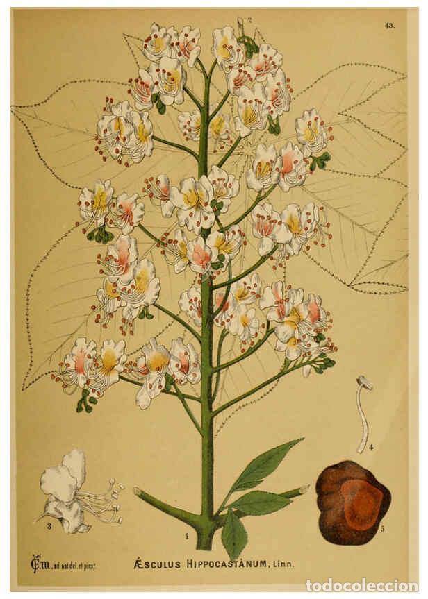 Collection Magazines and Newspapers: Reproducci&oacute;n/Reproduction 6025954446: American medicinal plants New York,Boericke & Tafel,c1887 - Ch