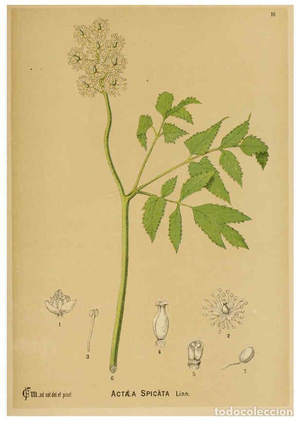 Collection Magazines and Newspapers: Reproducci&oacute;n/Reproduction 6025944670: American medicinal plants New York,Boericke & Tafel,c1887 - Ch