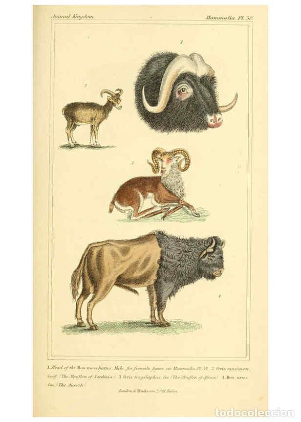 Collection Magazines and Newspapers: Reproducci&oacute;n/Reproduction 6026163900: The animal kingdom, arranged according to its organization, se