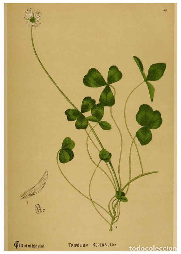 Collection Magazines and Newspapers: Reproducci&oacute;n/Reproduction 6025403109: American medicinal plants New York,Boericke & Tafel,c1887 - Ch