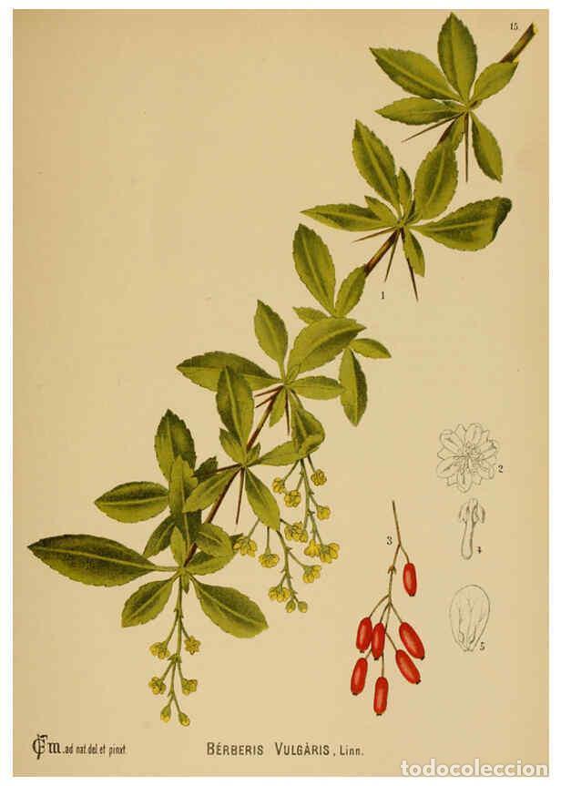 Collection Magazines and Newspapers: Reproducci&oacute;n/Reproduction 6025390799: American medicinal plants New York,Boericke & Tafel,c1887 - Ch